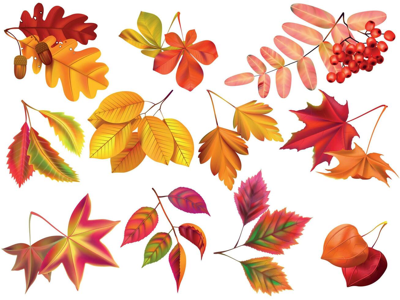 otoño hoja. arce otoño hojas, caído follaje y otoñal naturaleza capa realista vector conjunto