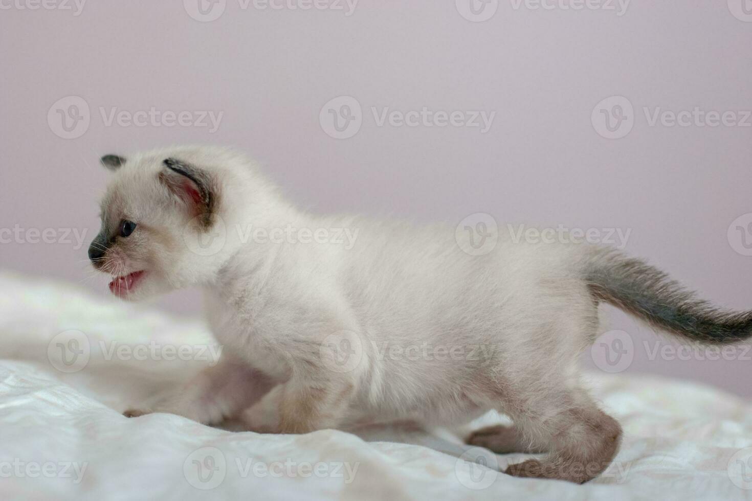 Side view of a beautiful Siamese kitten with open mouth. Place for text. Close-up. Selective focus. Blurred background. photo