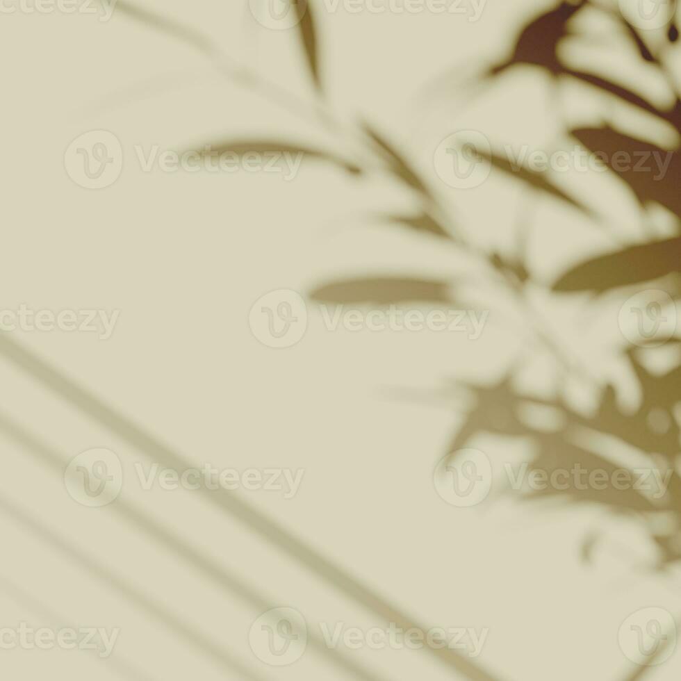 3d rendering, shadow overlay effect, greenery mock up. photo