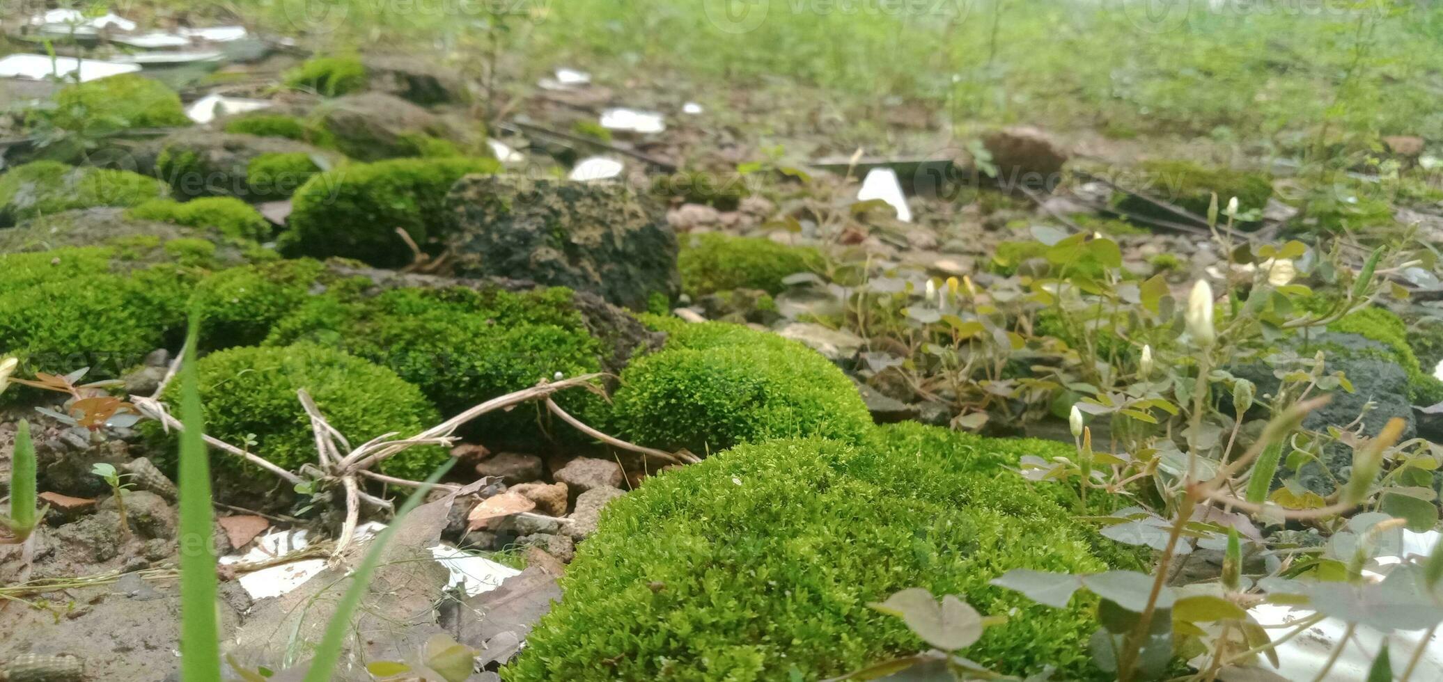 Nature moss on the ground photo