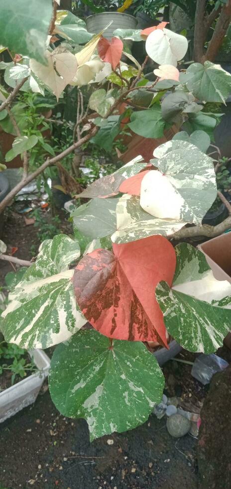 Waru Varigata Plant Leaves photo