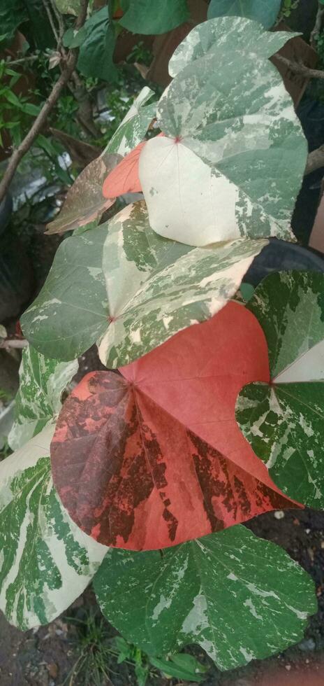 Waru Varigata Plant Leaves photo