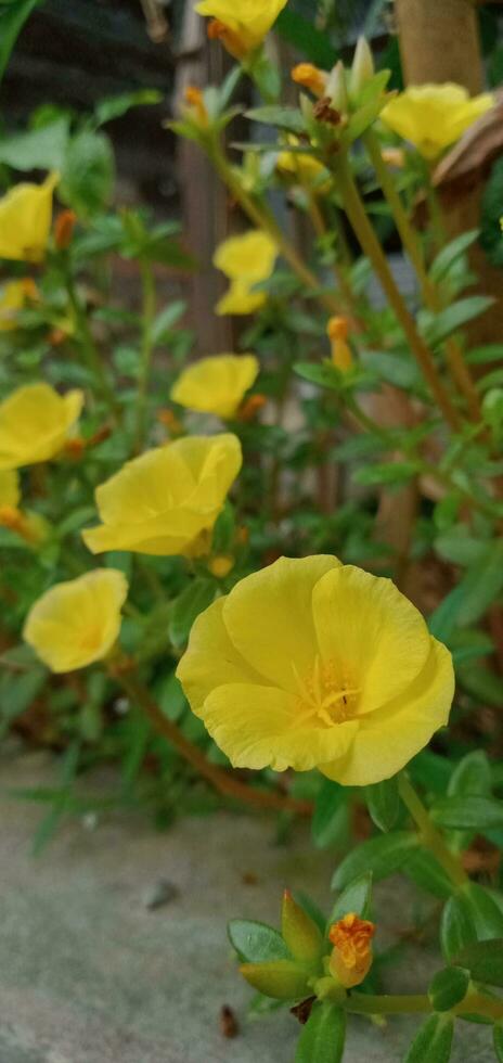 naturaleza fotografía - amarillo portulaca flores foto