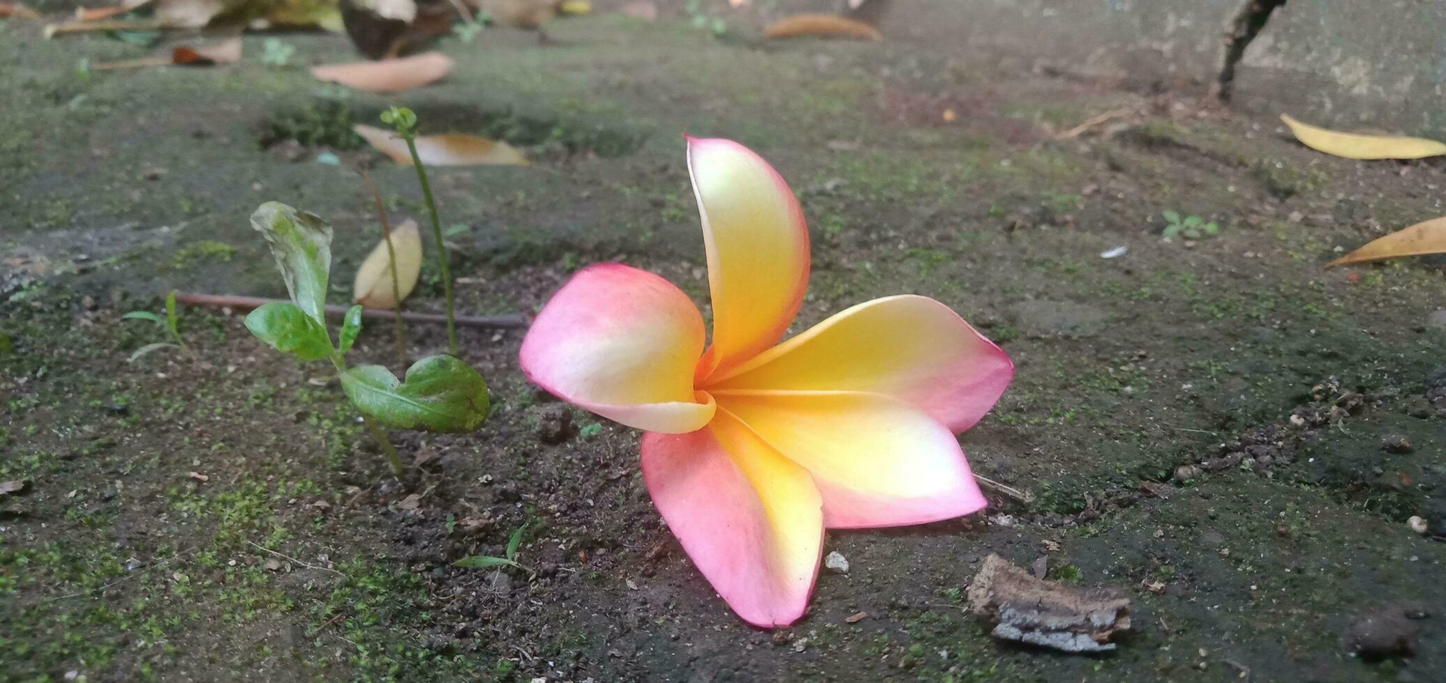 Cambodian Flowers Lying on the Ground photo