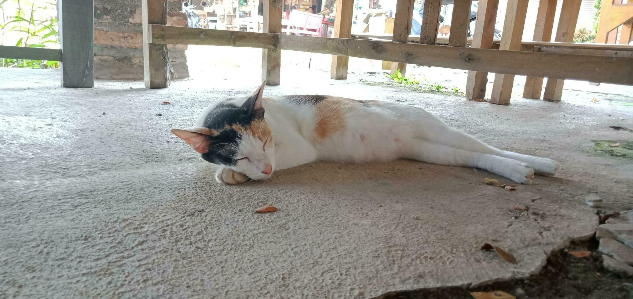 Animal Photography - Cats SLaying Down and Sleeping photo