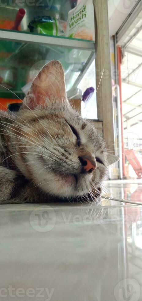 Animal Photography - Cats SLaying Down and Sleeping photo