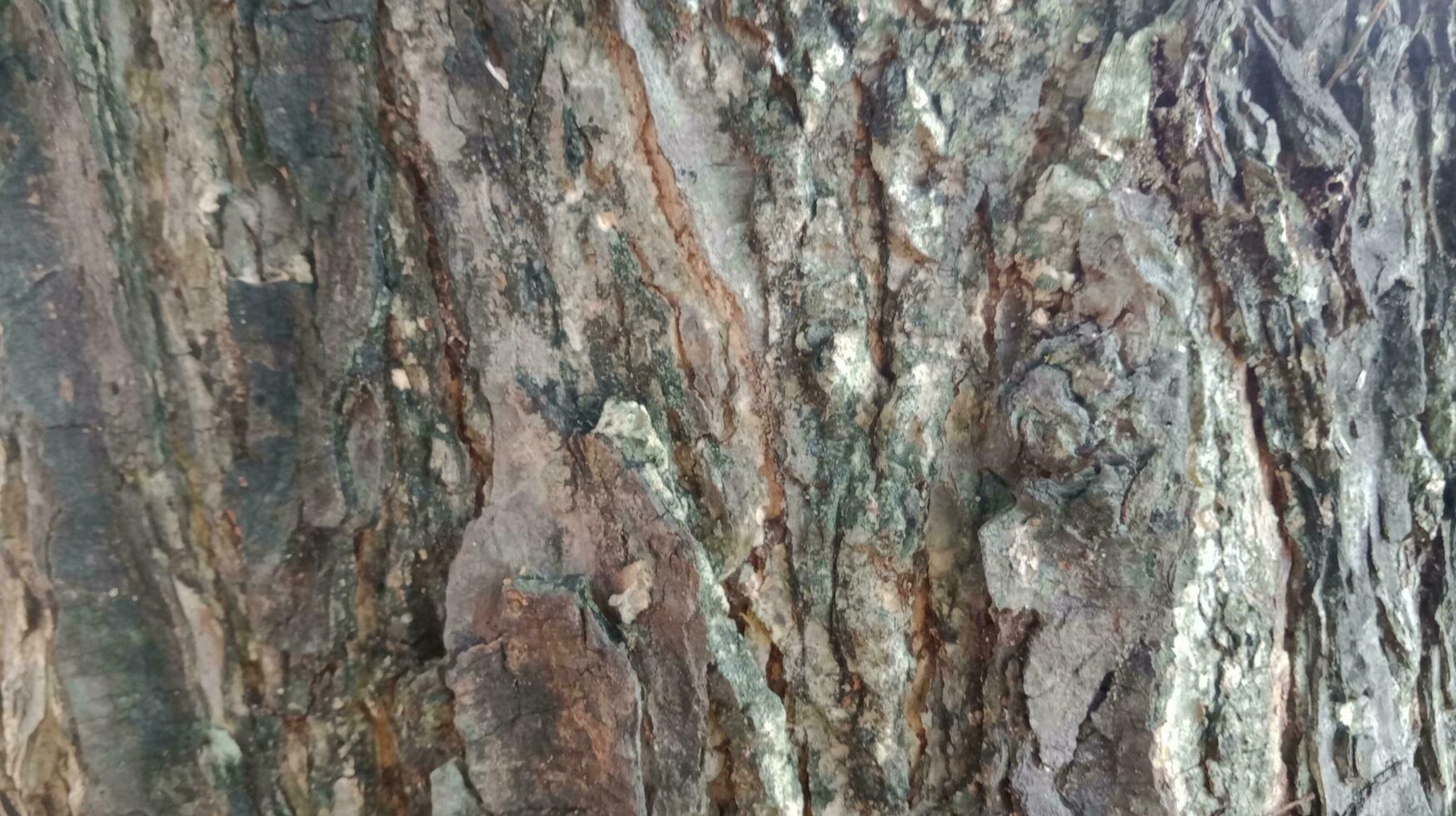 Tree Trunk Surface Texture photo