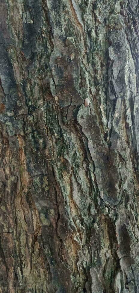 Tree Trunk Surface Texture photo