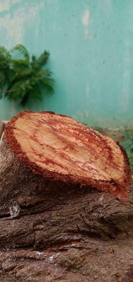 Clipped Cherry Tree Stem photo