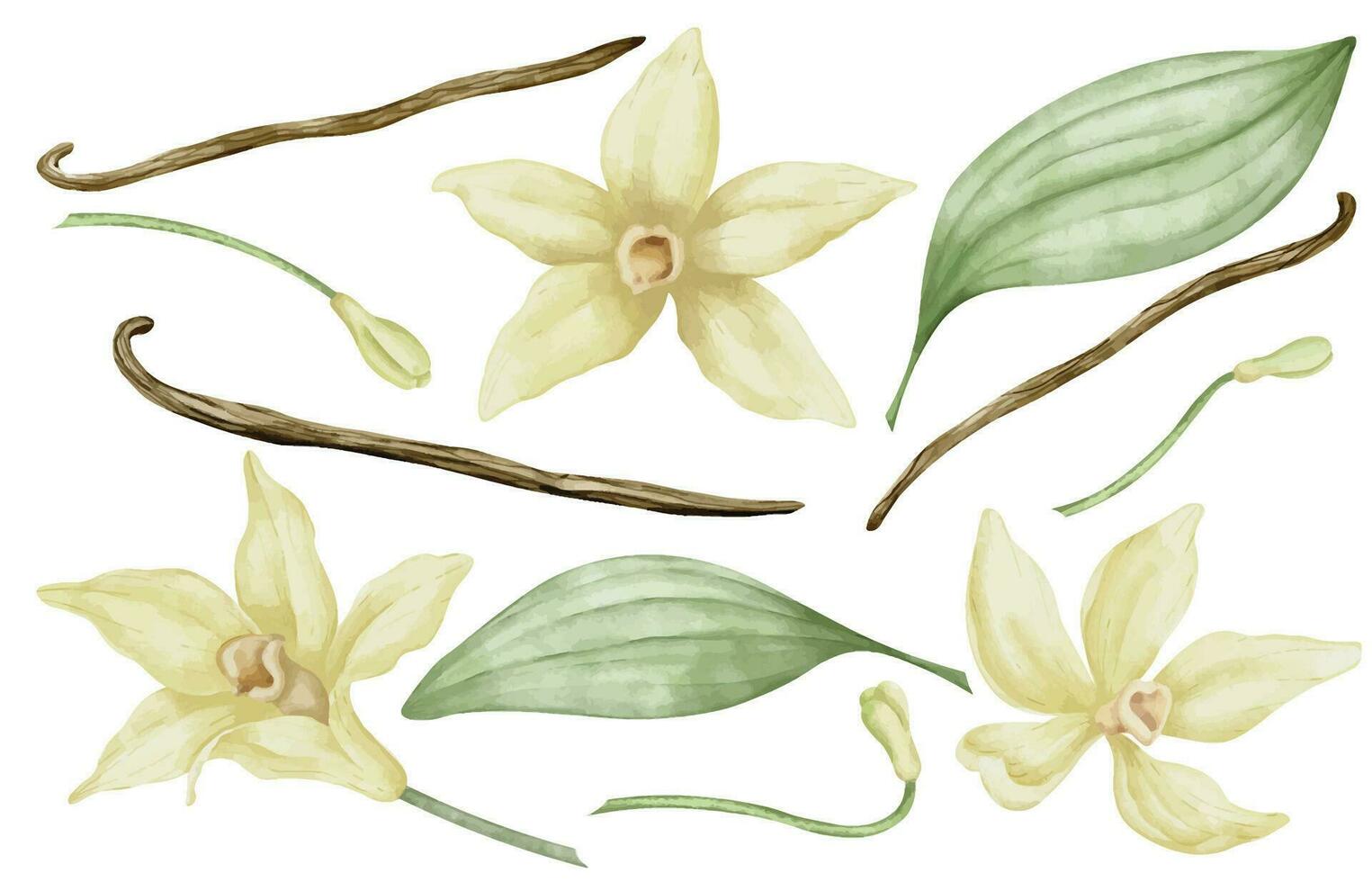 Vanilla Set with Flowers, Sticks and leaves. Hand drawn watercolor illustration of herb for spices on white isolated background. Botanical collection with pods. Ingredients for food or aroma oil vector