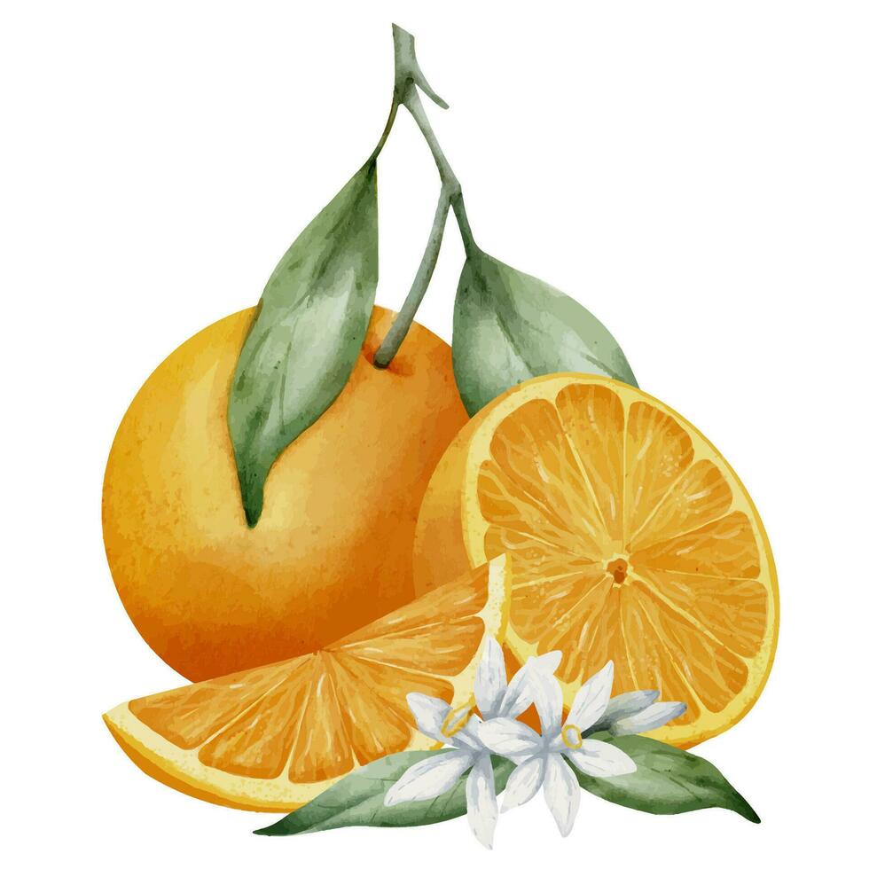 Orange Fruit with slices. Hand drawn watercolor illustration of tropical citrus food on white isolated background. Mandarin with flower and leaf for icon or logo. Drawing of tangerine for juice label. vector