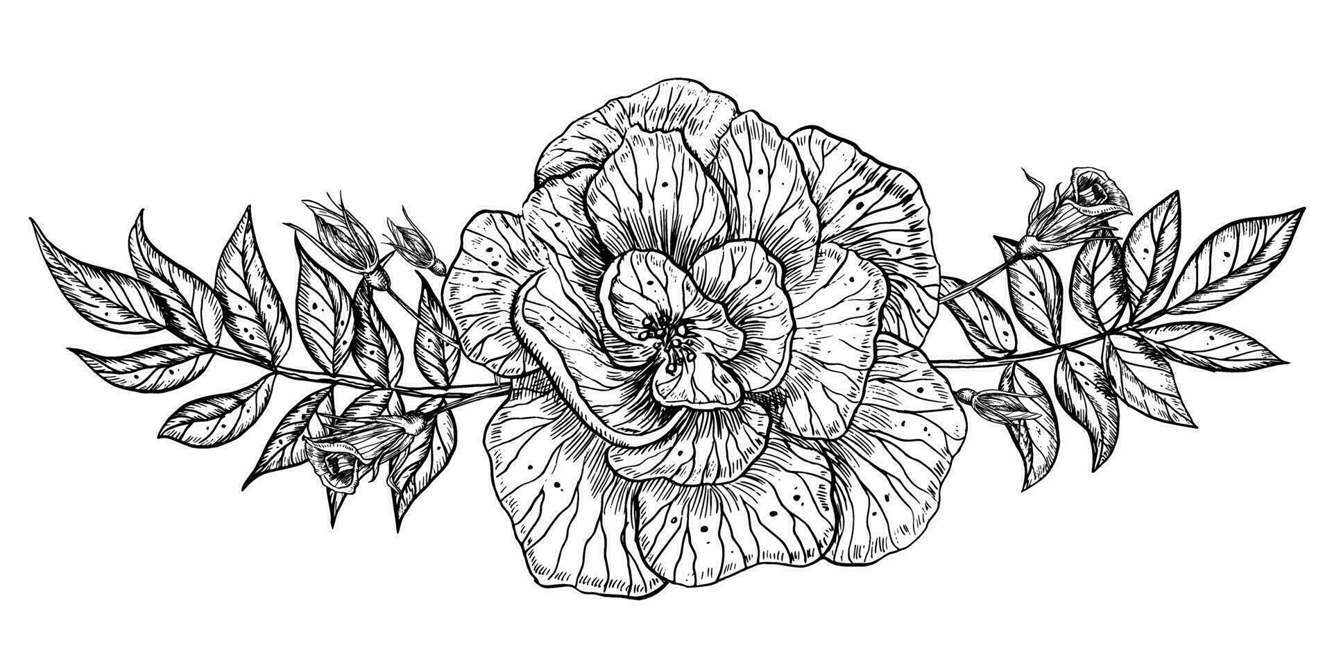 Rosa flor con hojas. mano dibujado vector ilustración en aislado antecedentes en contorno estilo. floral gráfico dibujo para saludo tarjetas o Boda invitaciones grabado pintado por negro tintas