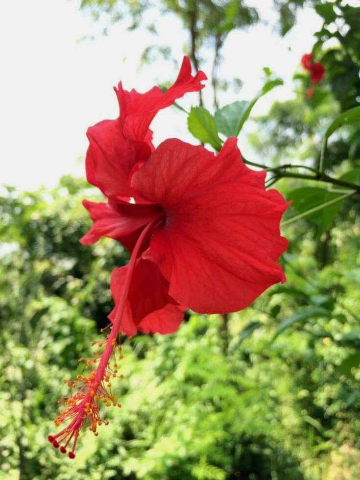 Blooming beautiful flower in the garden photo