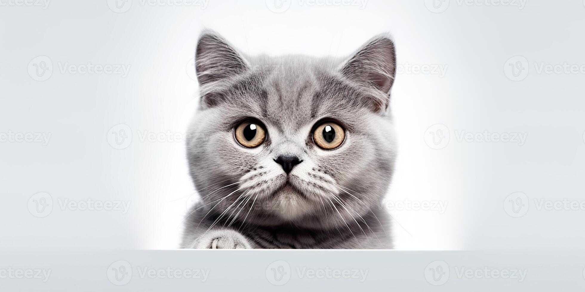 ai generado. ai generativo. foto realista ilustración de británico azul gris gato cara animal mascota. gráfico Arte ilustración