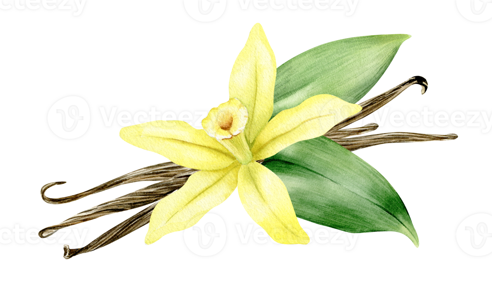 Vanilla flower, sticks, pods and leaves. Watercolor illustration drawn by hands. Ingredients for cookery and sweet baking. Organic healthy food. Isolated. For packaging design, menu, advertising png