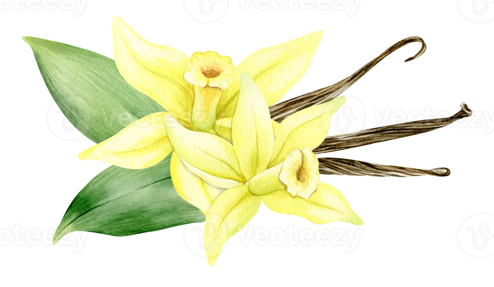 Vanilla flower, sticks, pods and leaves. Watercolor illustration drawn by hands. Ingredients for cookery and sweet baking. Organic healthy food. Isolated. For packaging design, menu, advertising png