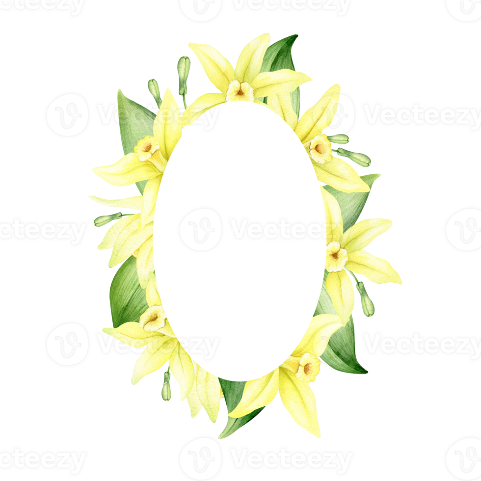 Frame of yellow vanilla flowers. Wreath with tropical exotic flowers. Watercolor illustration. Isolated. Flavoring for cooking. For greeting cards, postcard, scrapbooking, packaging design png