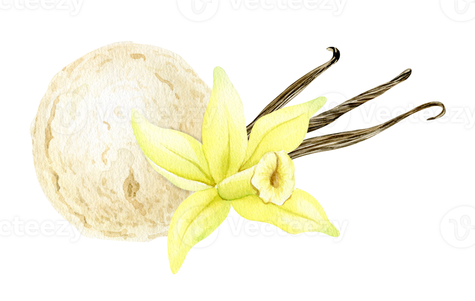 Single vanilla ice cream ball with vanilla flower and pods. Vanilla dessert. Watercolor hand drawn illustration. Isolated. For menu, packaging design, advertising png