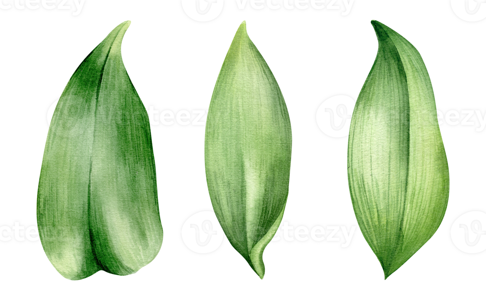 A set of green leaves. Watercolor illustration drawn by hand. Leafs on branch. Can be used as being an element in the decorative design of invitation, wedding or greeting cards. png