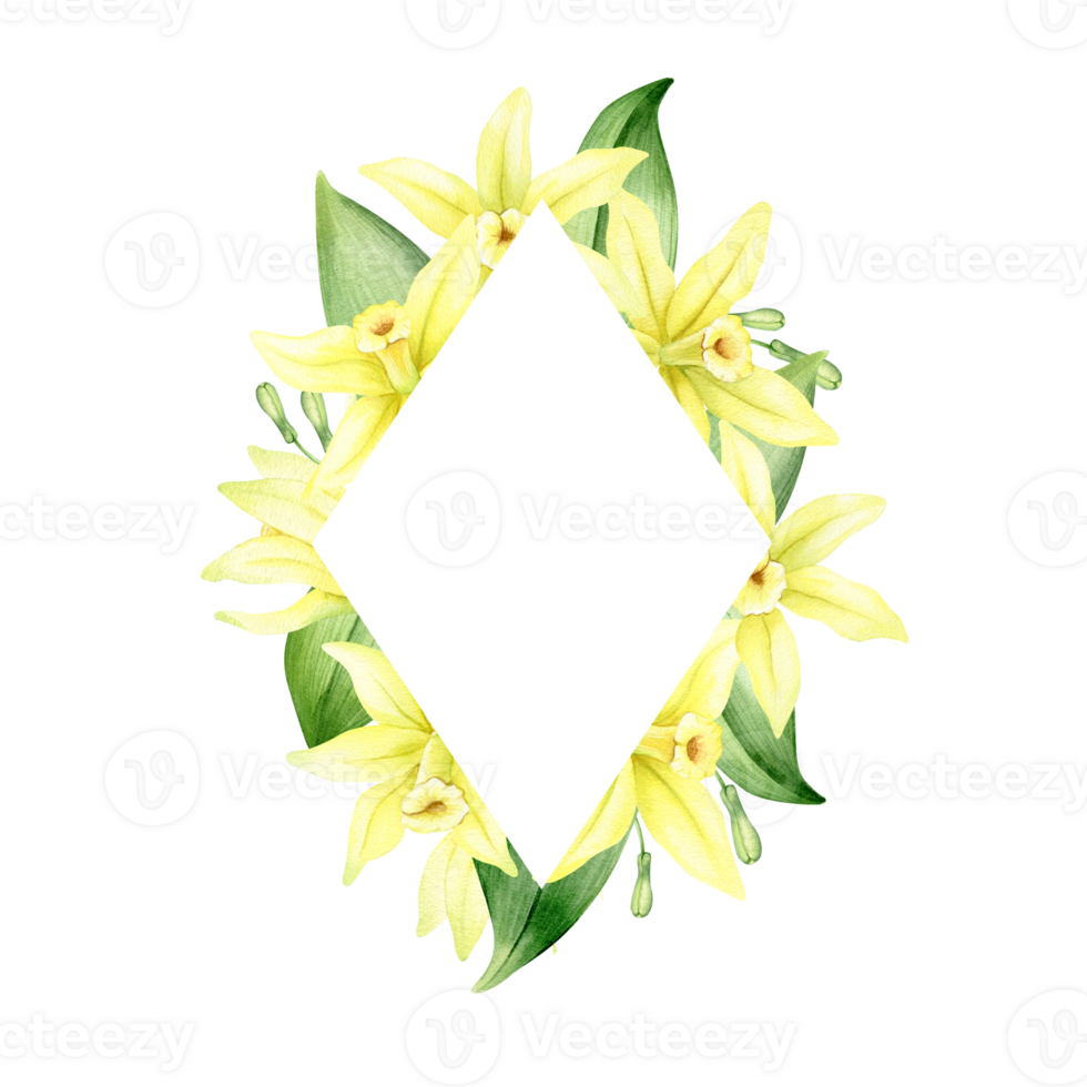 Frame of yellow vanilla flowers. Wreath with tropical exotic flowers. Watercolor illustration. Isolated. Flavoring for cooking. For greeting cards, postcard, scrapbooking, packaging design png