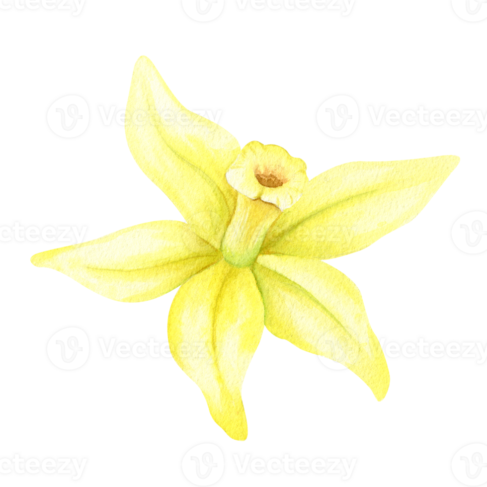 Yellow vanilla flower. Watercolor illustration drawn by hands. Isolated. Organic healthy food. Tropical orchid. png