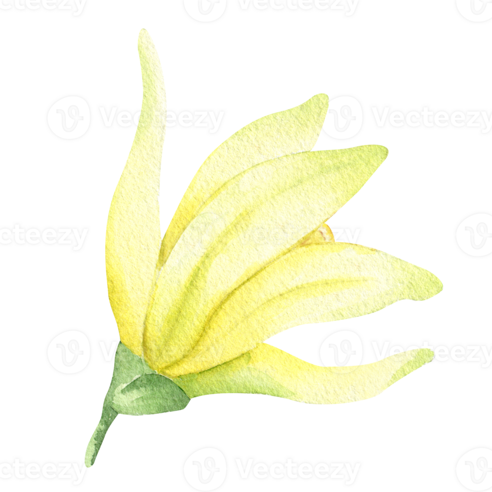 Yellow vanilla flower. Watercolor illustration drawn by hands. Isolated. Organic healthy food. Tropical orchid. png