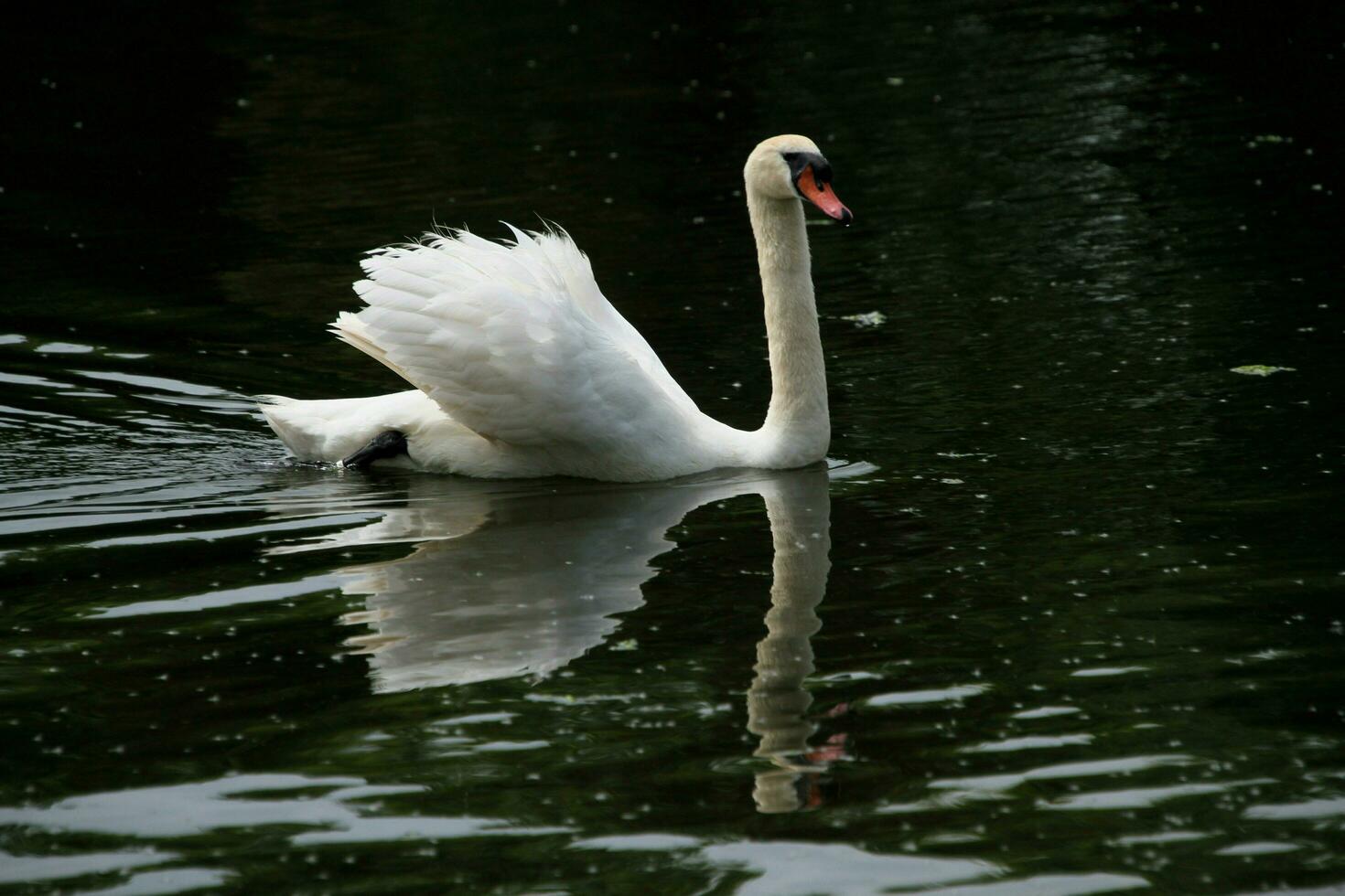 A view of a Mute Swan photo