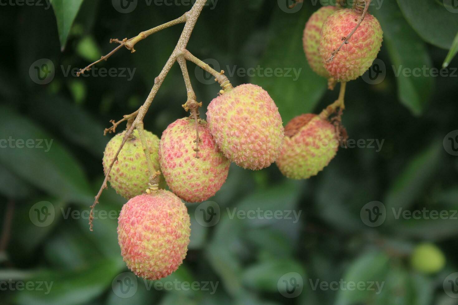 Lyachee Fruit In The Tree photo