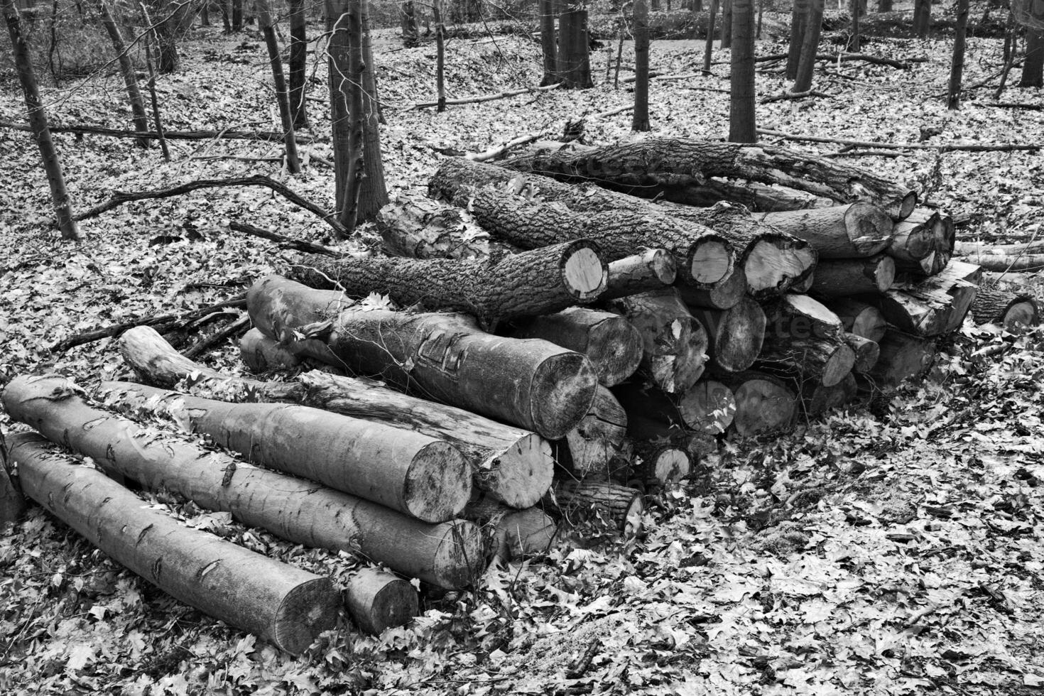 pile of firewood in the forest photo