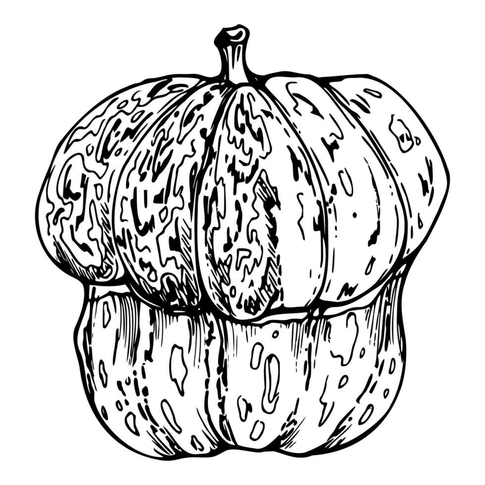 Hand drawn ink vector pumpkin gourd squash. Sketch illustration art for Thanksgiving, Halloween, harvest, farming. Isolated object, outline. Design for restaurant menu print, cafe, website, invitation