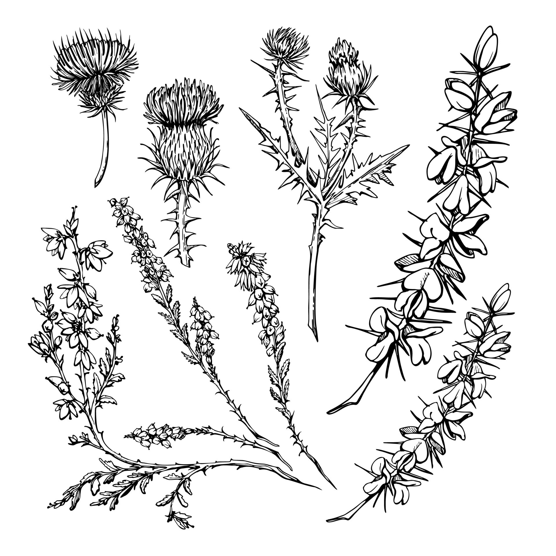 Scottish Heather Flower Tattoo Ideas Infoupdate Scottish Heather Flower Tattoo Ideas Infoupdate