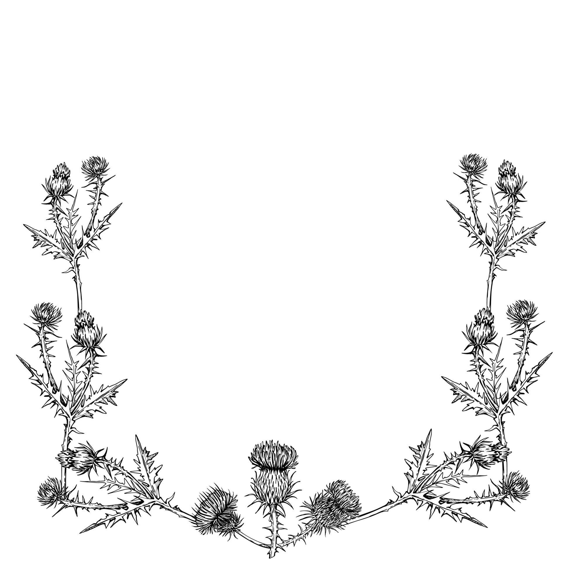 Ink hand drawn vector illustration. Scotland symbols. Scottish thistle flower, flowerhead, stem