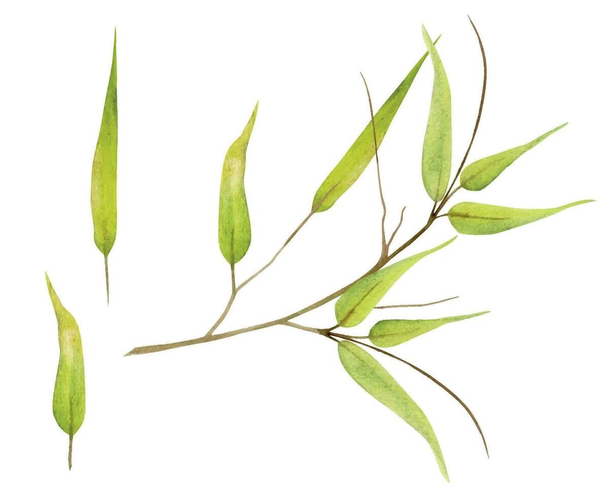 Hand drawn watercolor yellow green and brown bamboo grass leaves on branch. Natural plant. Botanical illustration isolated object set on white background. For shop logo print, website, card, booklet. vector