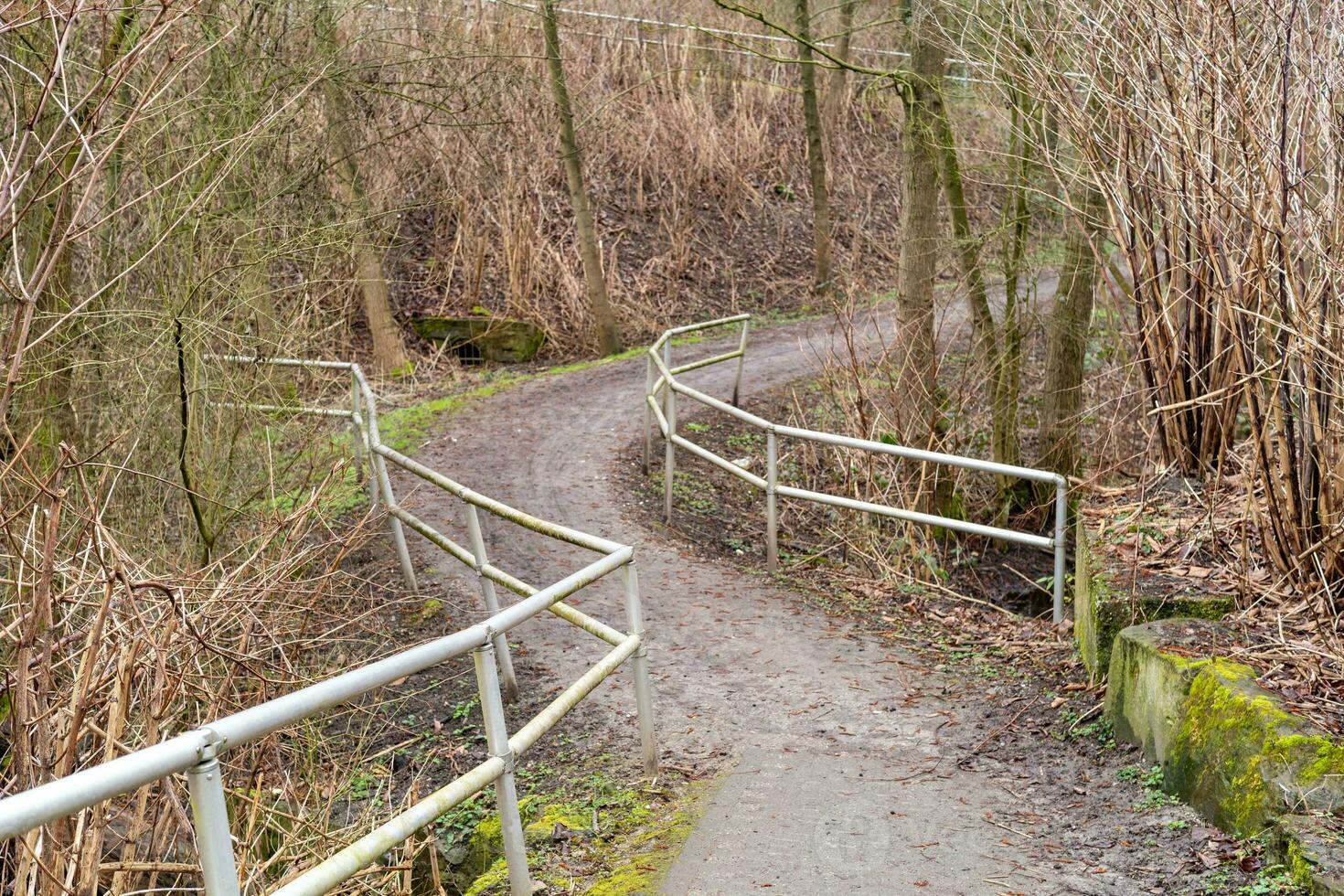 path in the woods photo