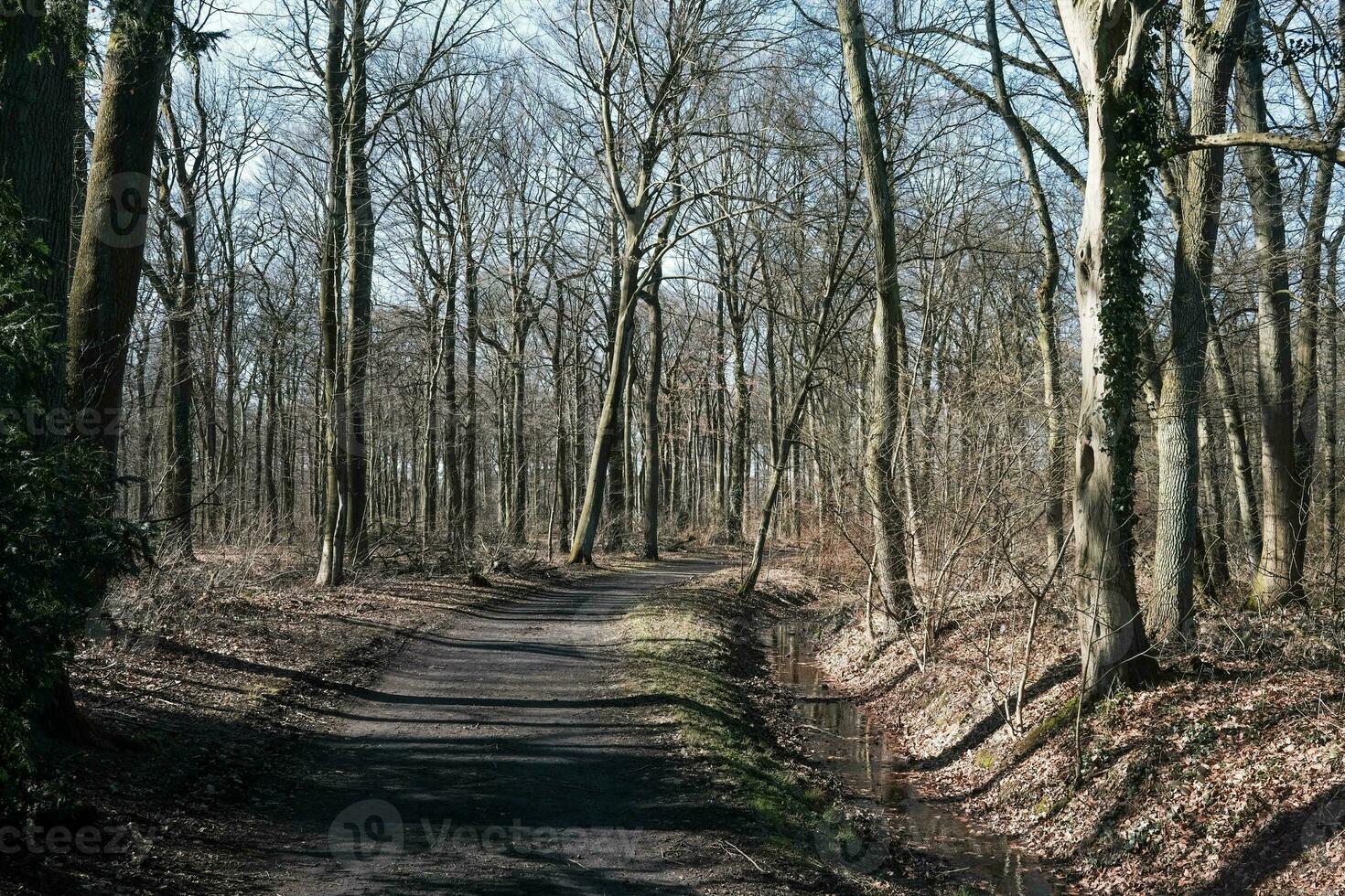 camino en el bosque foto