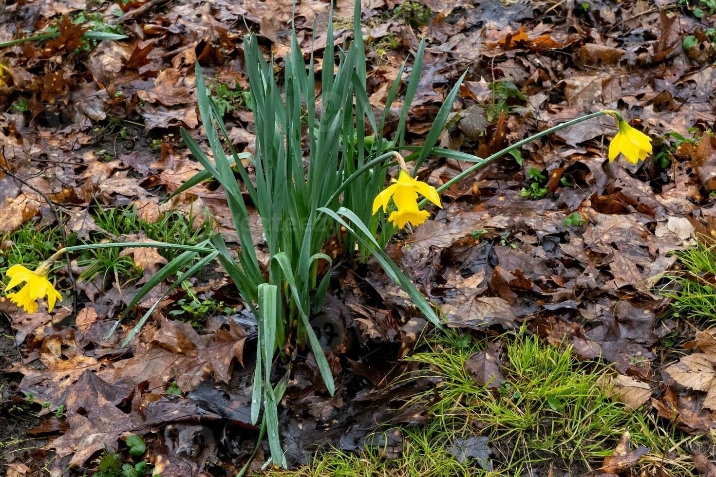 amarillo narcisos en invierno en el bosque foto