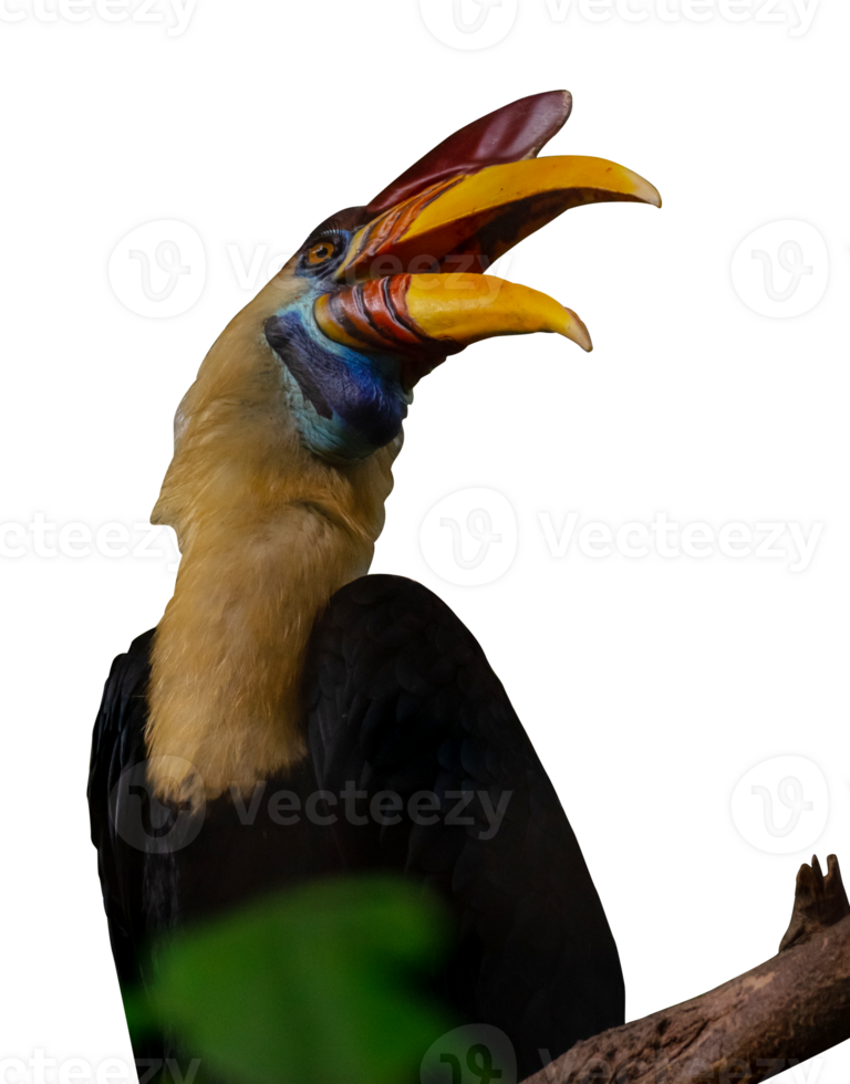 gefactureerd neushoornvogel hoofd geïsoleerd png