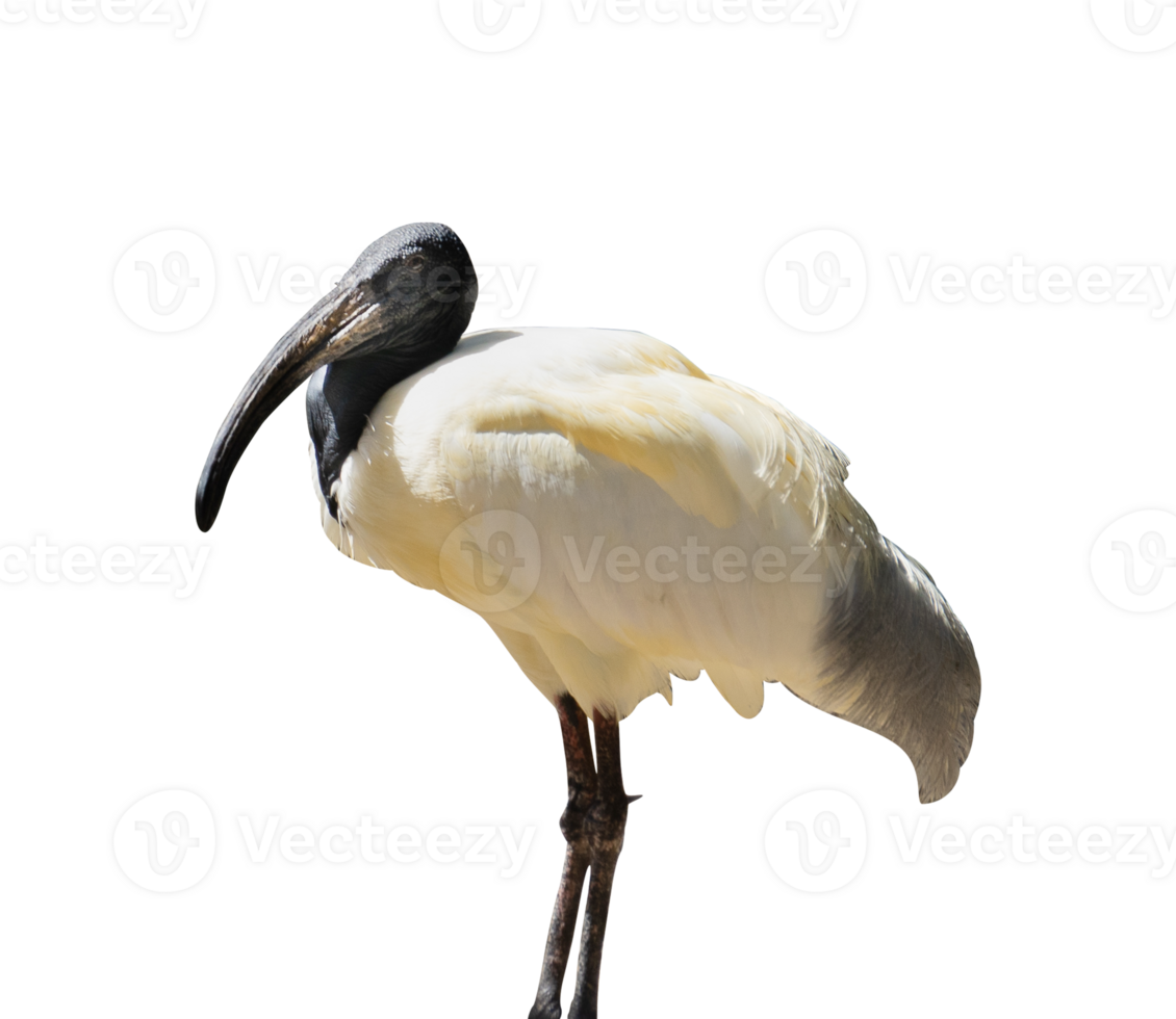 White Crowned Crane Bird 24806164 PNG hindi-devanagari-alphabet-chart-png-clipart-nepal