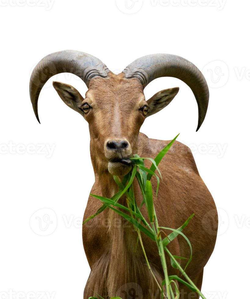mountain goat eating grass isolated 24806194 PNG