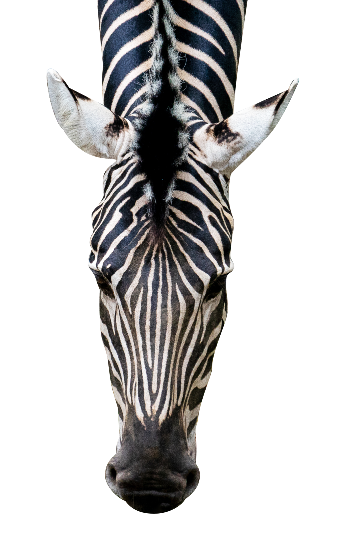 zebra head from the front 24806205 PNG