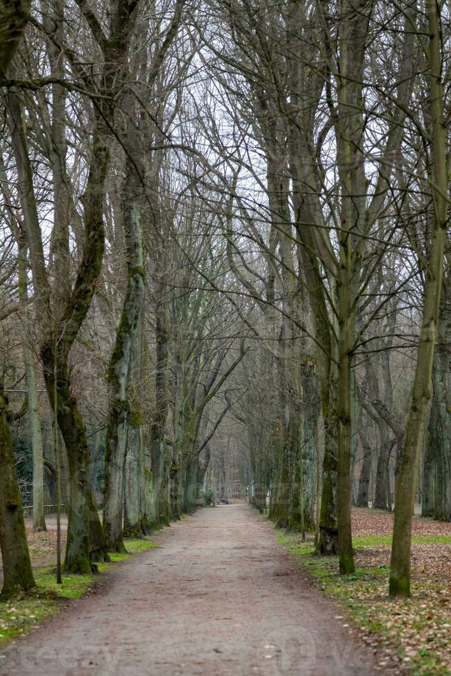 pequeño camino en el bosque foto