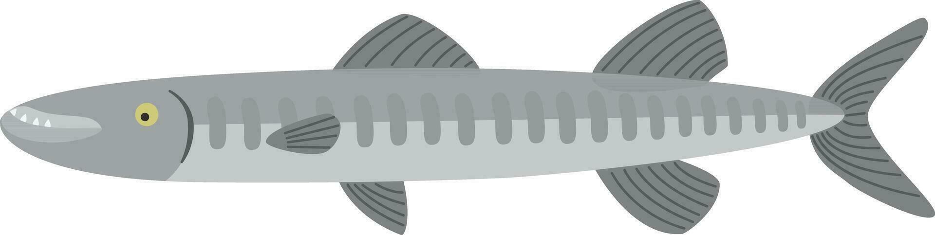 Barracuda fish illustration vector