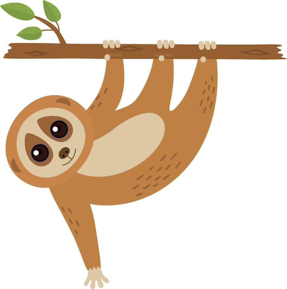 Wild loris on the branch vector