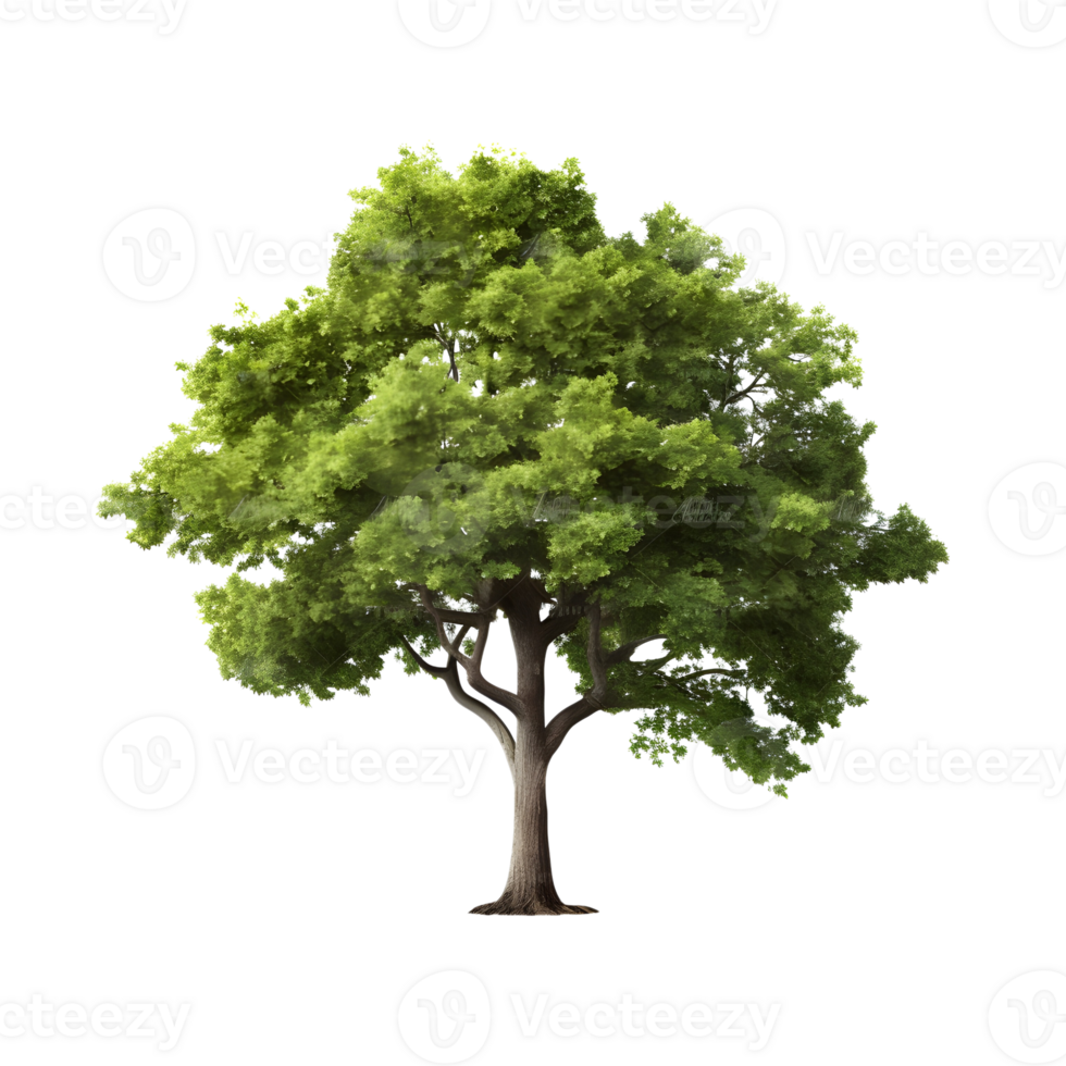 Isolated tree on transparent background. png