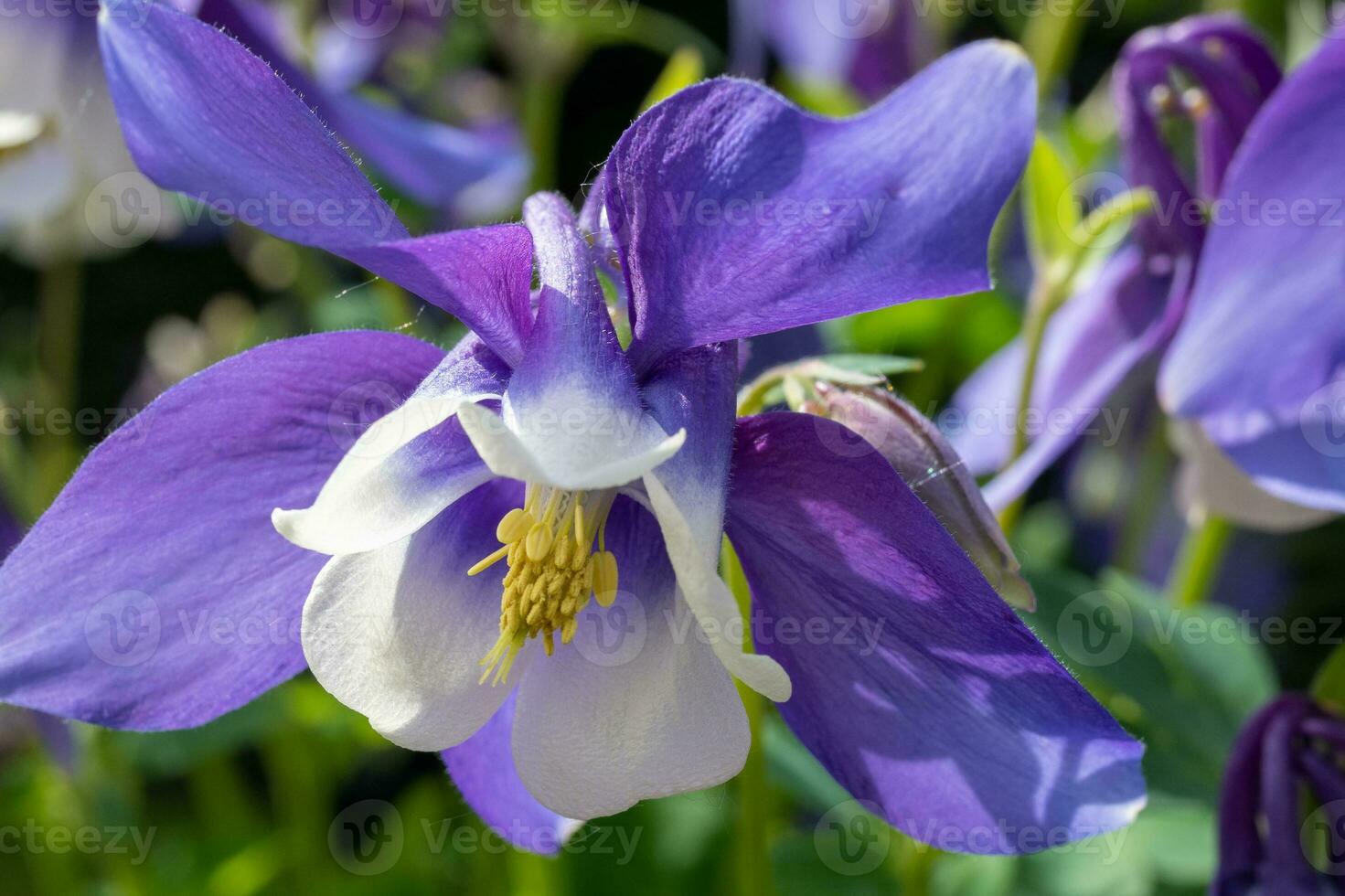 purple and white Aquilegia flower photo