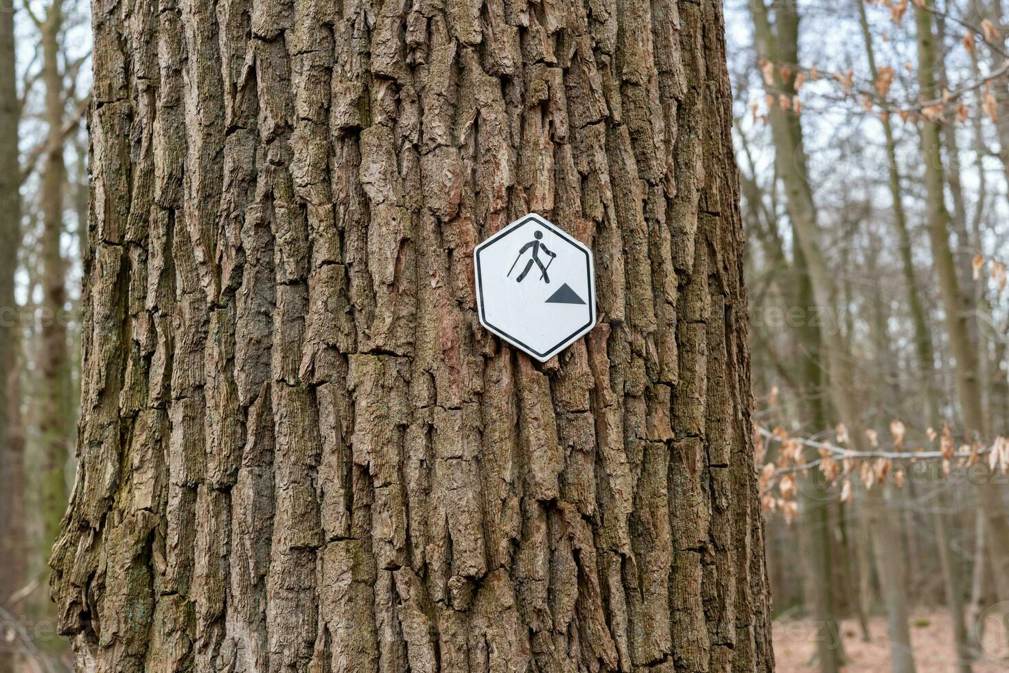 walking sign at a tree photo