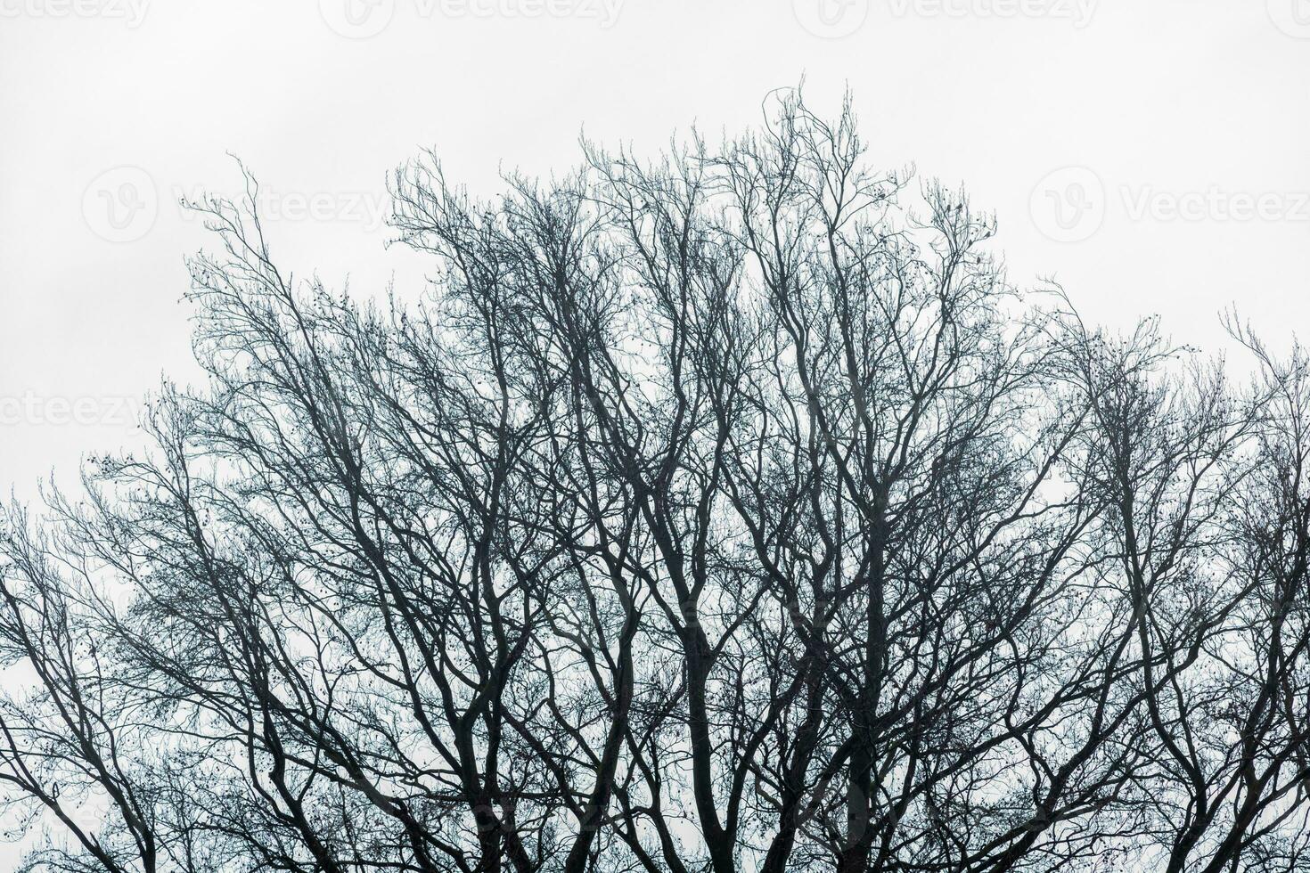 silhouette of a tree in winter photo