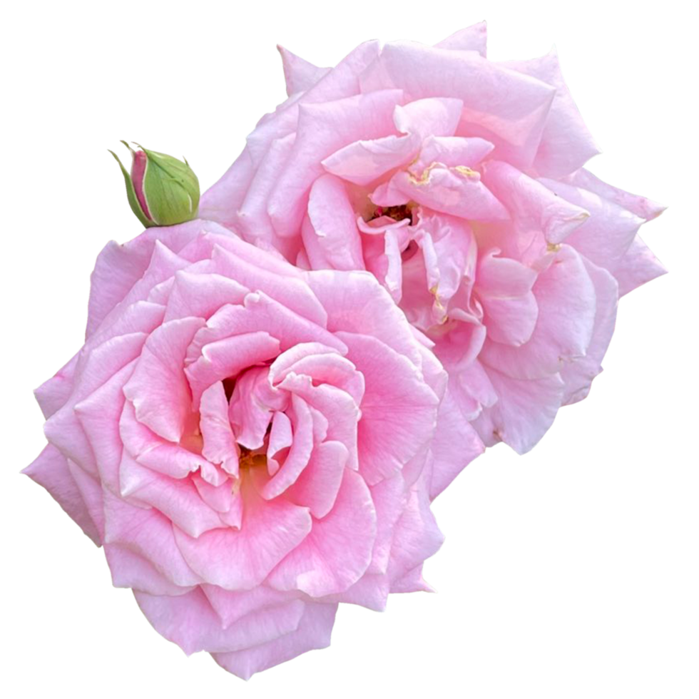 damasco Rosa planta png