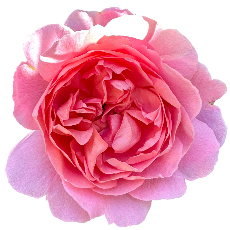 rosa Constance bijdehand png