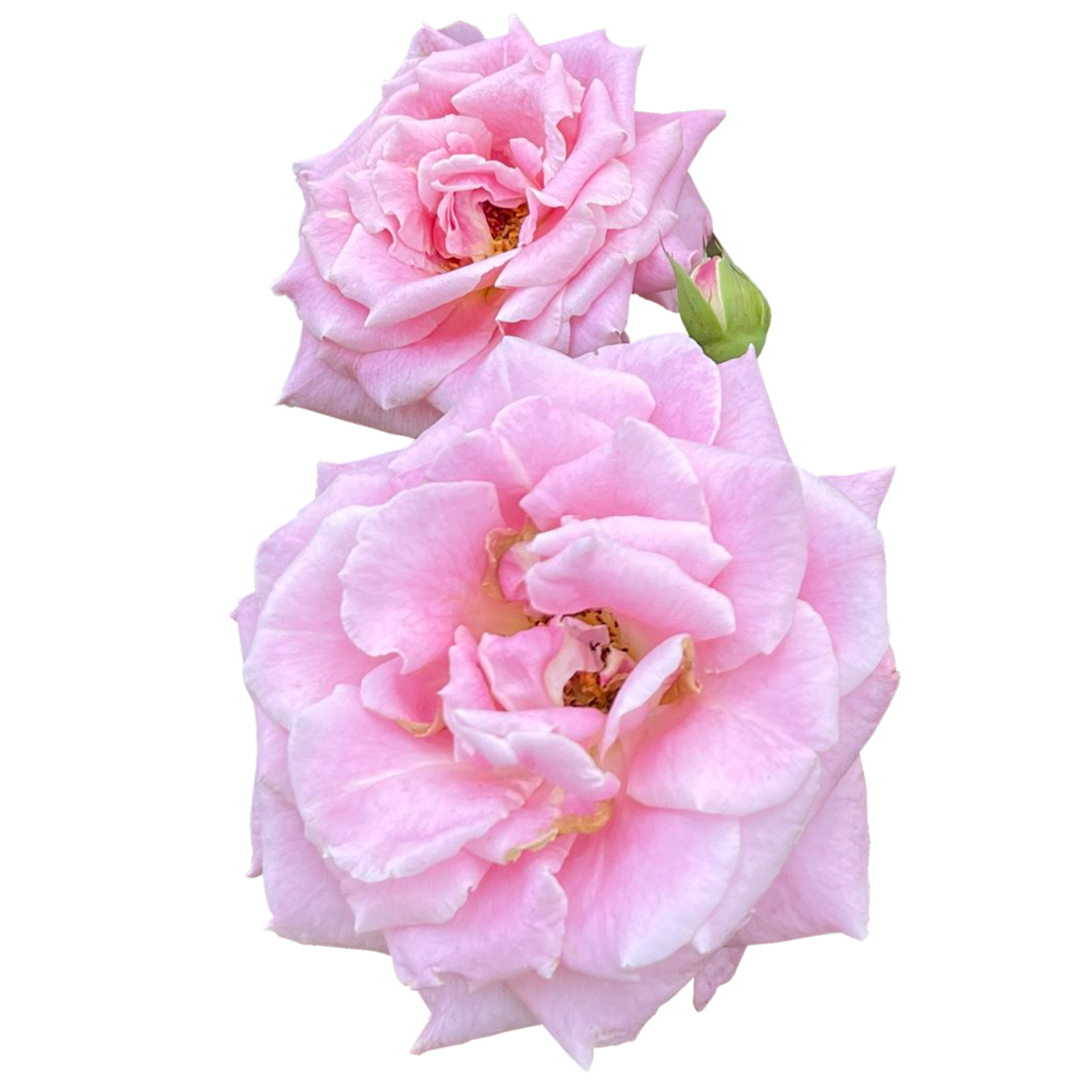 Damask rose Plant 24807651 PNG